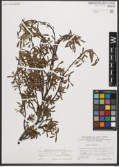 Foto von Salix retusa L.